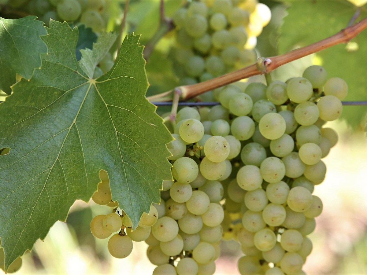 Vakon a leánykák&nbsp;nyomában